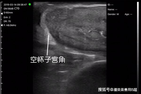 空怀子宫角此外无线牛用b超能够监测母牛产后卵巢和子宫复原情况,在