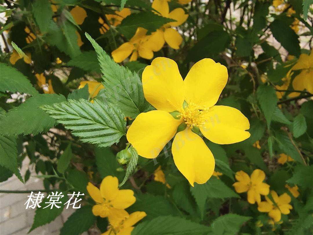 诗经里的植物辨识三十一唐棣棠棣和常棣