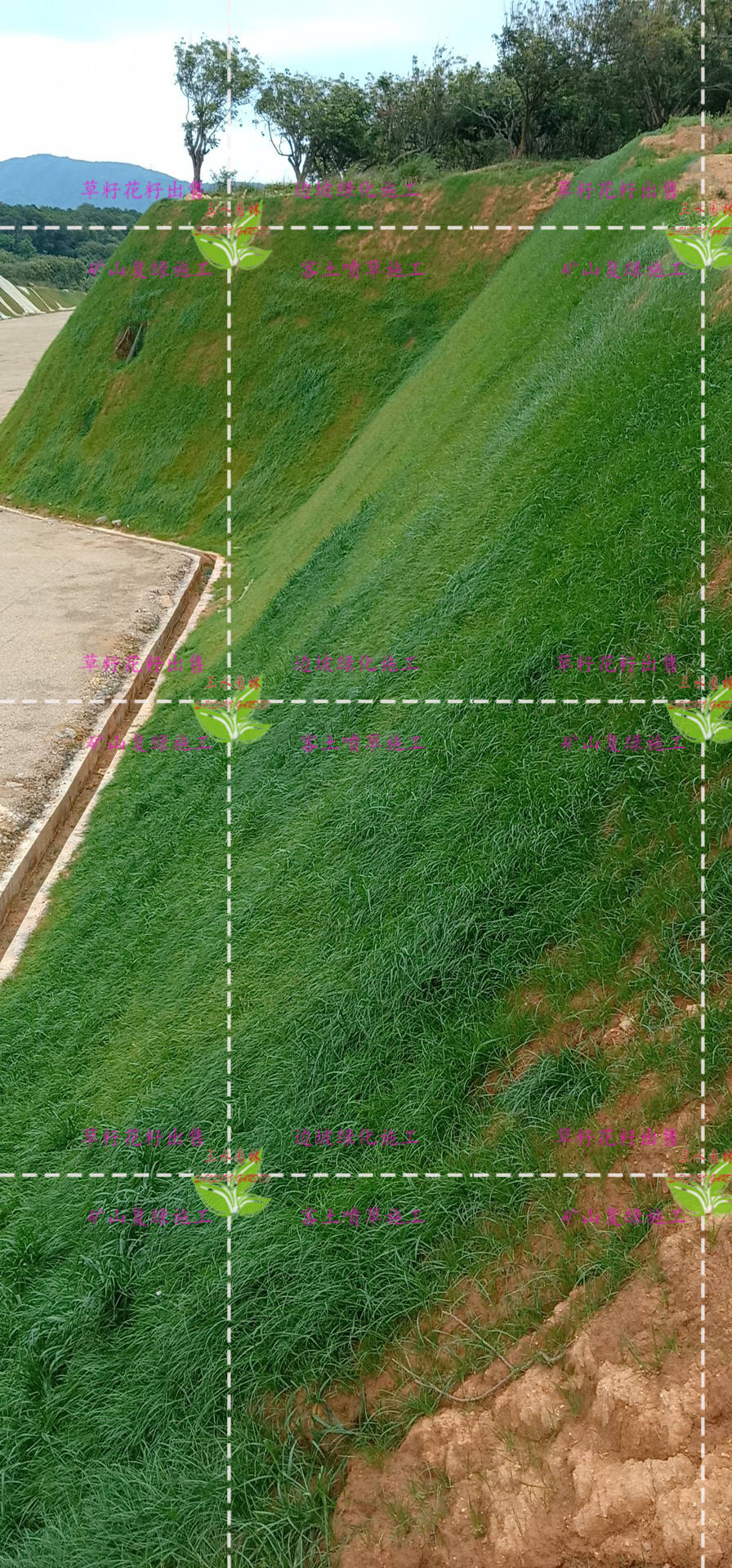 矿山复绿客土喷草路基护坡挂网喷浆施工草籽花种三维网植草边坡喷草