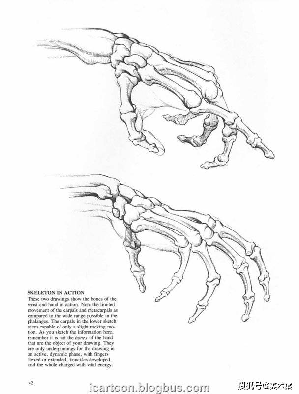 《动态素描·手部结构》_人体_伯恩·霍加斯_插图