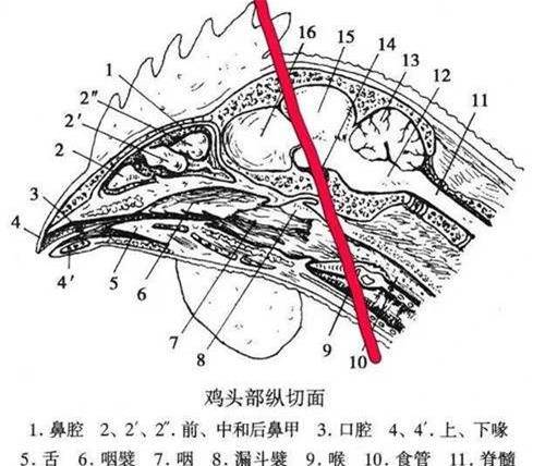 kuenzel博士给出解释:鸡的头骨构造为眼睛留下了两个巨大的缺口,大