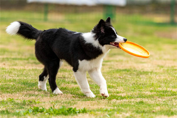 普安特宠物药科普：训练狗狗的方法和小技巧