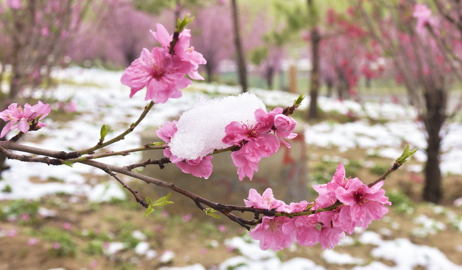 昨日桃花雪今日好美景