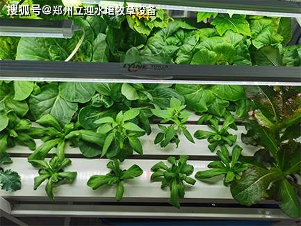 水培种植技术很难掌握？带你了解真正的水培种植(图2)