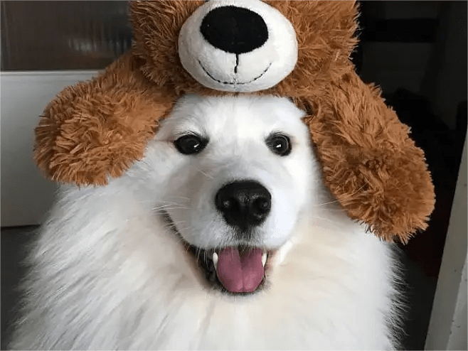 氧宠博士：养宠人无法抗拒的宠物百科全书-第1张图片-冲锋网