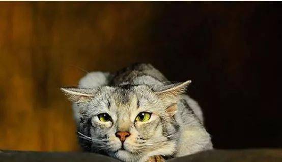 怎么看小猫的指甲 9f2751735fd64fe297e7d3f4ab6a9529.jpeg