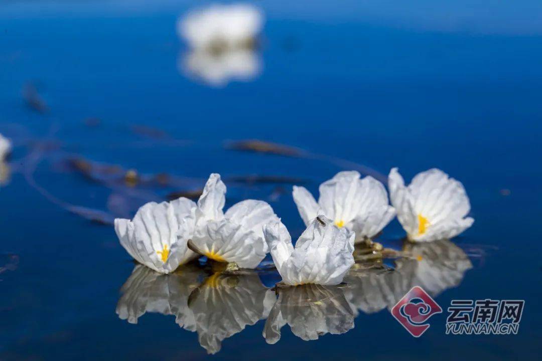 水上花开!是梦中的风景,心中的白月光
