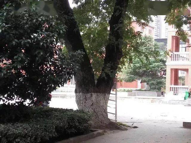 芜湖最古老的树竟然有1700岁!就藏在这个低调的国家森林公园!