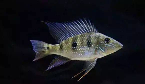水族生物食土鲷种类大全上