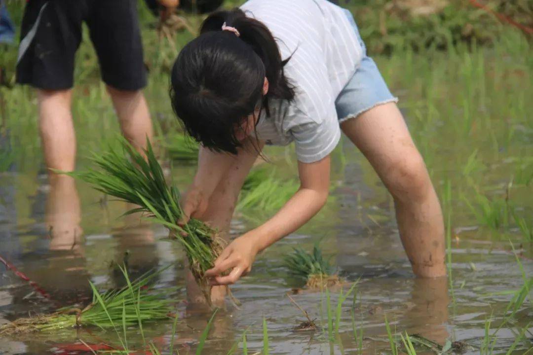 【农耕】奔向田野 赤脚莳秧 找寻最原始的童年