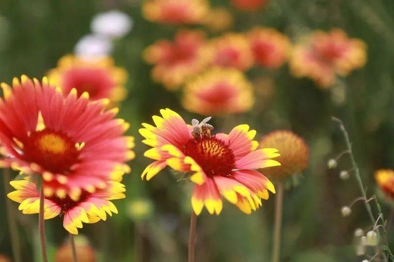 四季花儿开简谱_红莓花儿开简谱(2)