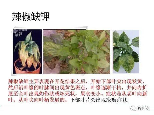 以下是一些作物出现缺钾症状表现:作物需要补钾或出现缺钾症状时,选择