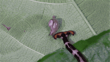高清gif: 自然界的各种猎杀瞬间