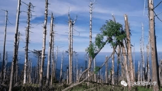 环境问题(全球气候变暖,臭氧层的耗损与破坏,生物多样性减少,酸雨蔓延