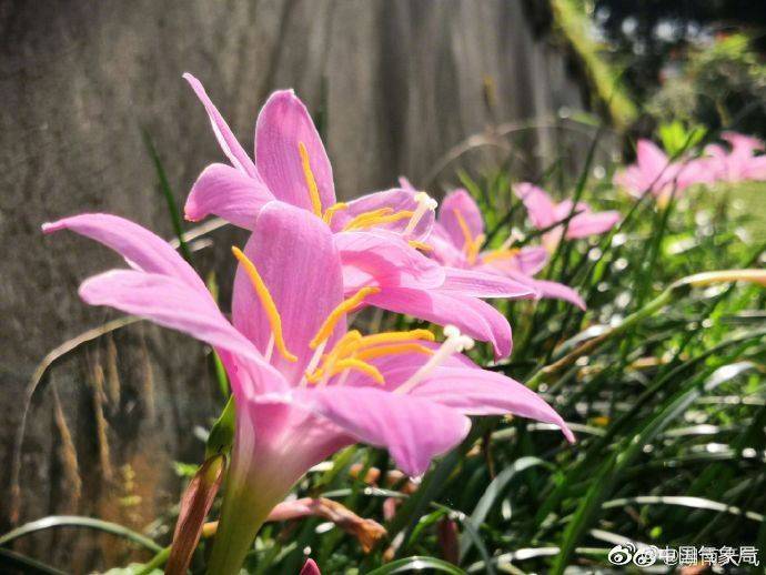 『韭莲』这是韭莲 好美的花花,