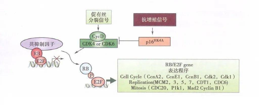 新型乳腺癌内分泌治疗药物cdk46抑制剂一文掌握