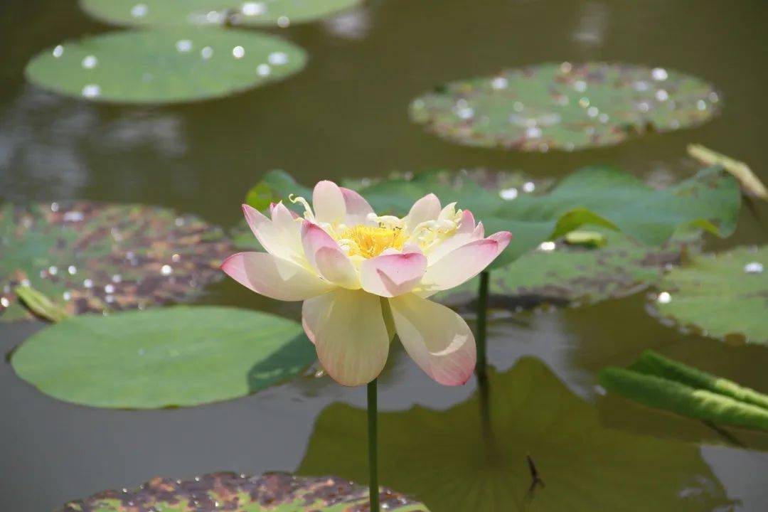 荷花品种"思念"