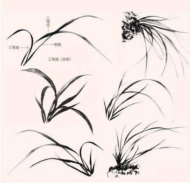 国画教程:分步骤讲解5种兰花的画法,简单易学,快来临摹