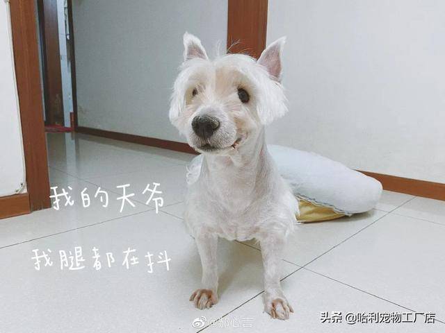 ef80cf78bfe84c6f849cfc5a385a4378.jpeg