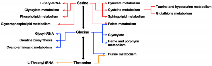 丝氨酸-甘氨酸-苏氨酸代谢轴