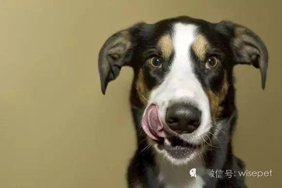 舔狗是什么意思呢 69a9d7fcf3a34e0a99d922ddf6286292.jpeg