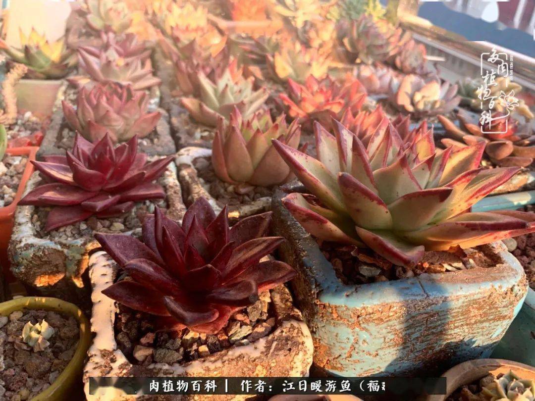 宝丽安娜 度夏,卒.