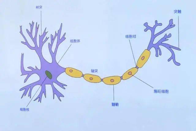 脑子|预防才是第一要措孩子“热性惊厥”会烧坏脑子?大脑没那么脆弱