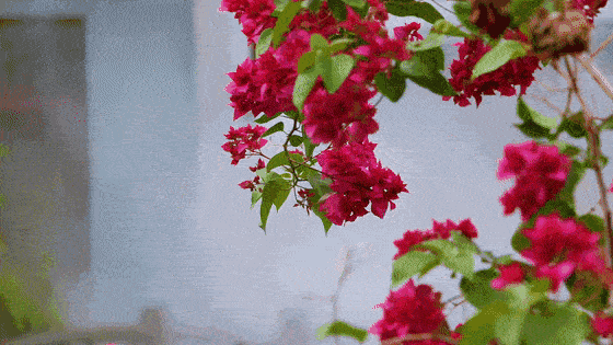 db44113aa79b4dc9a4c1d91d17544452.gif