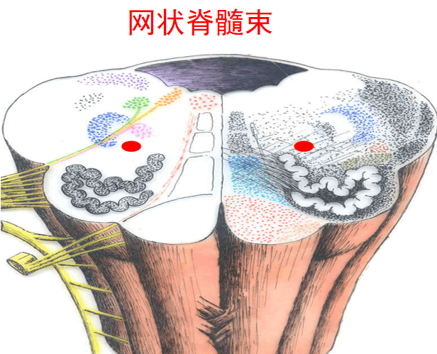 【康复系列课程10】脑干内部的传导束知识分享