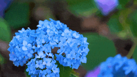 晚上热热闹闹摆地摊,白天轻轻松松把花赏!