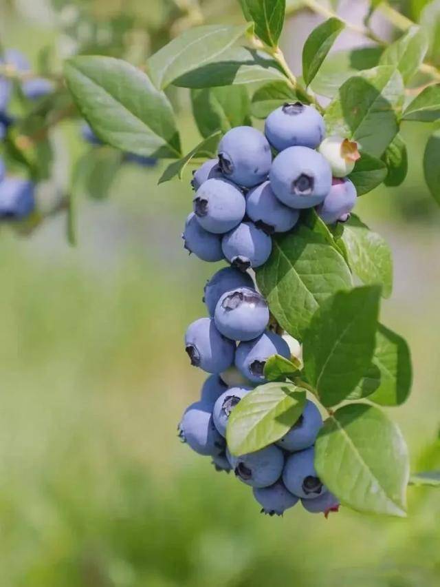 哇!蓝莓~