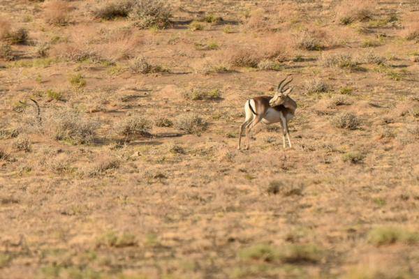 自然保护区|这一幅幅生命的画卷，好美！