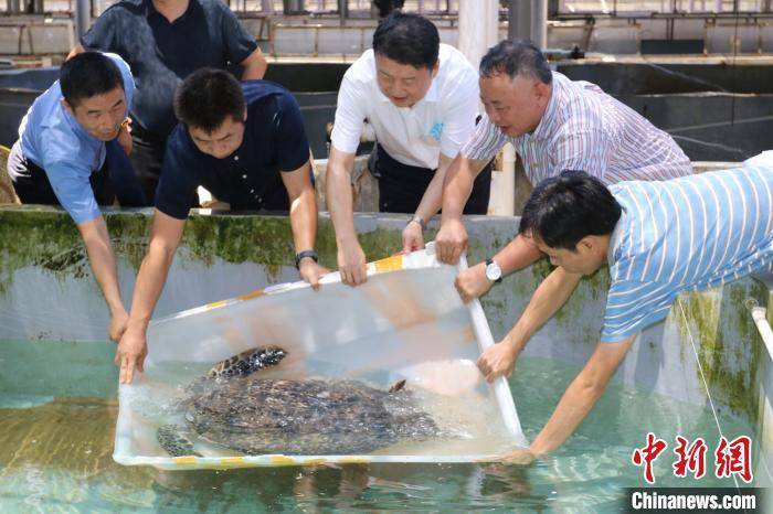 海南|海南高校接收救治江苏查获的43只活体海龟