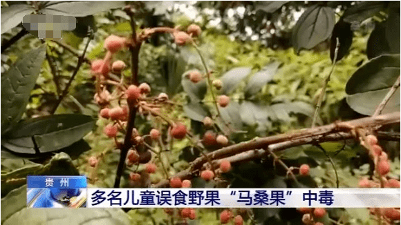 贵州|贵州已经有多名孩子因为这个“中招”了！路边野果别乱吃