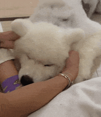 不光如此,狗砸这对小耳朵也变得duang duang的,有弹性了很多呢