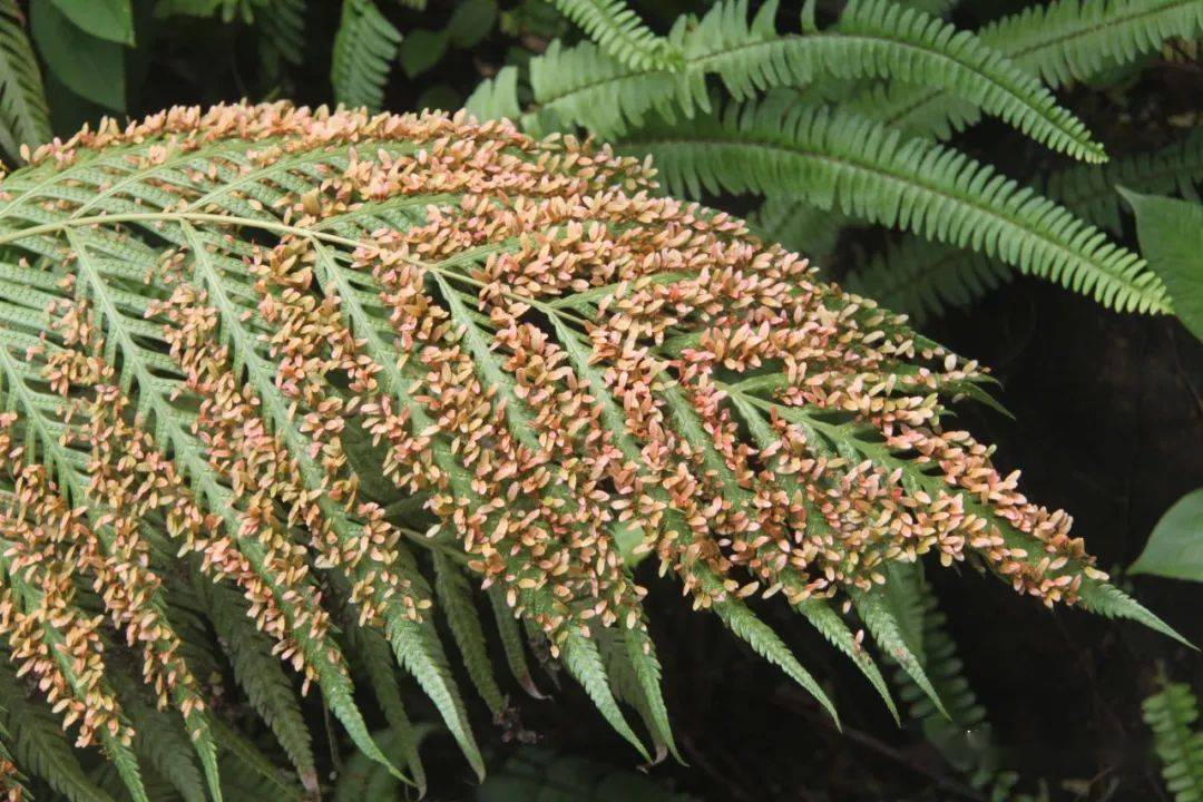 依靠孢子繁殖的蕨类植物,孢子形态多样,颇具观赏性.