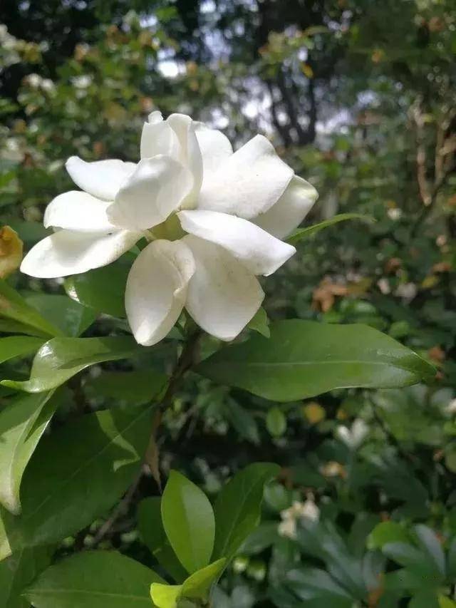 栀子花经典古诗十首