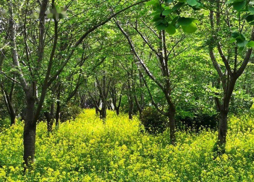 gdp鄢陵_鄢陵花博园