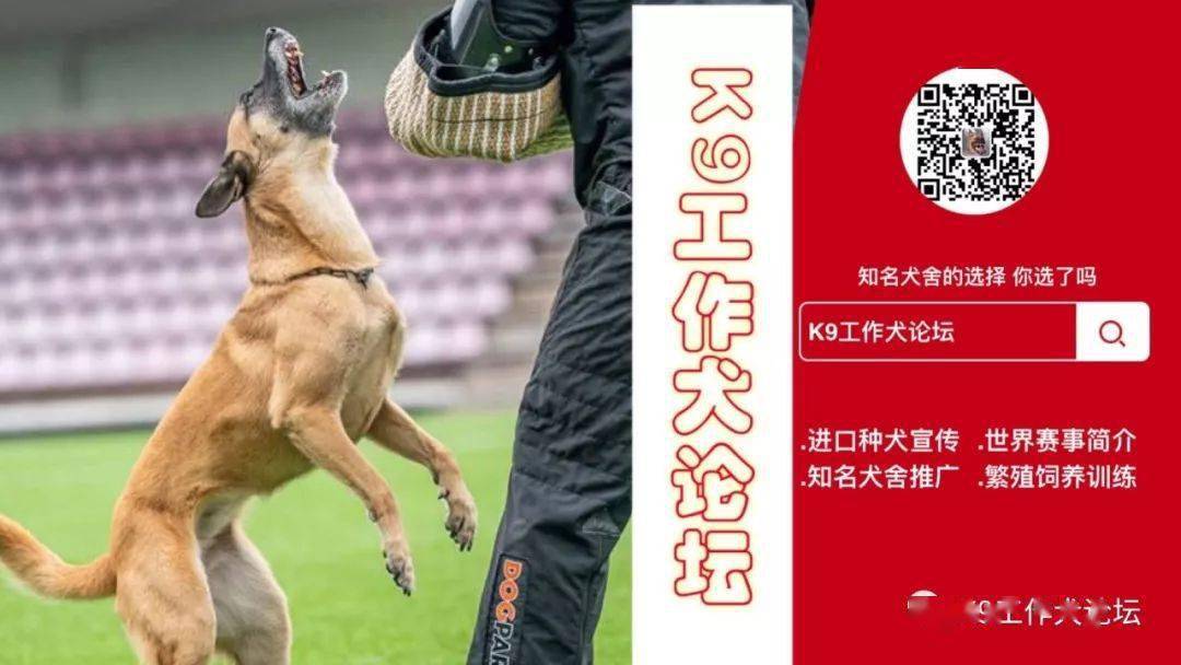 k9护卫扑咬训练,看看工作犬的能力!