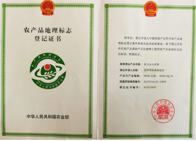 新疆公司农业重点项目岳普湖县地理标志农产品登记保护工程项目铁力木