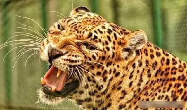 动物凶猛排名_凶猛动物图片(3)