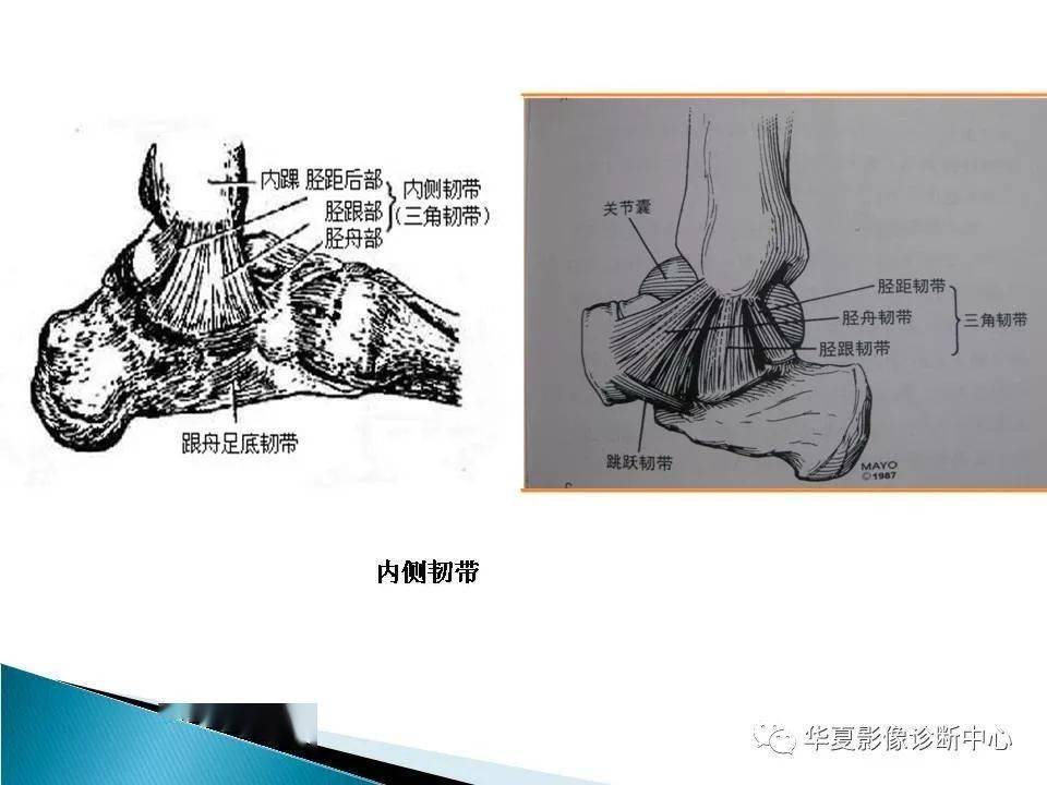 踝关节的解剖及mri扫描技术