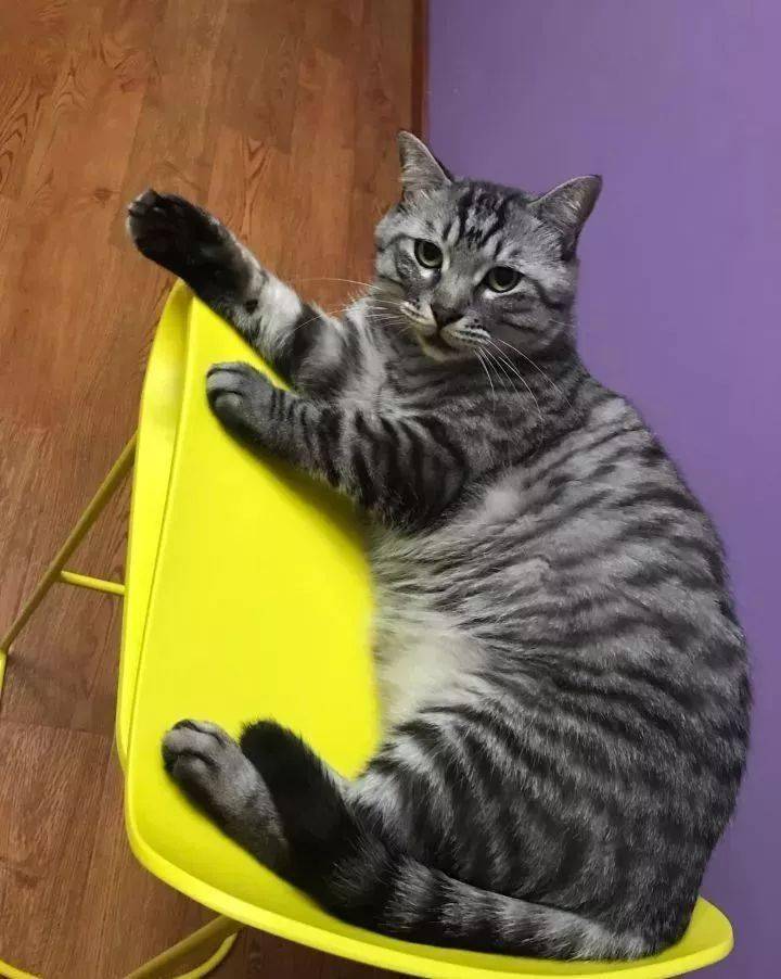 肥肥的猫图片 e97862a081404efbab6c6c122caaaf36.jpeg