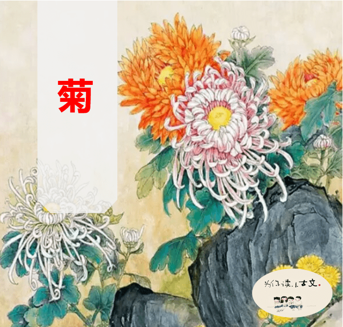 "为你读小古文"|第十四课:菊(朗读者 文君老师)