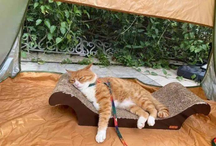 看到猫咪睡在帐篷里晒太阳感觉人不如猫啊
