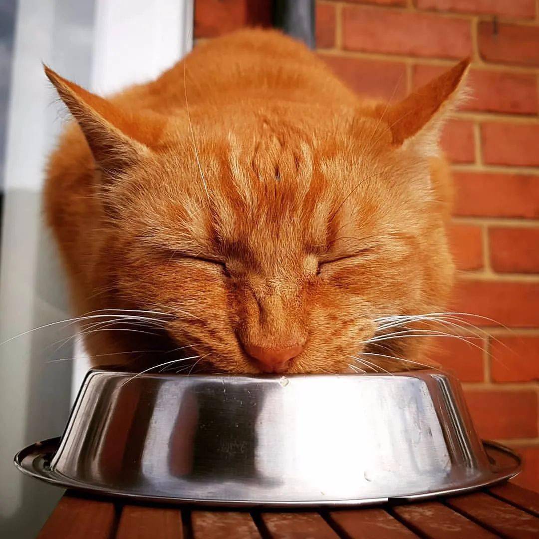 猫太挑食不吃饭,隔壁橘猫却主动找上门帮它吃光光