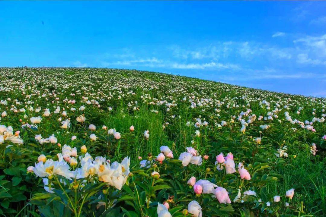 锡林郭勒草原的芍药花要开了附赏花攻略