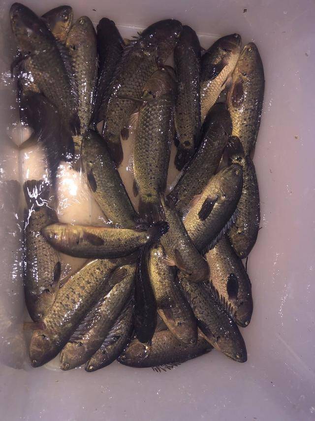 鱼多少度会起浮 ac798ee9768b4821b601c13250f57c49.jpeg