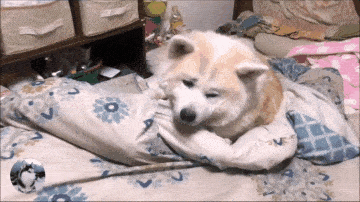 秋田犬就不一样,每次带它宠物医院它都很开心,哪怕就是医生给它打针它