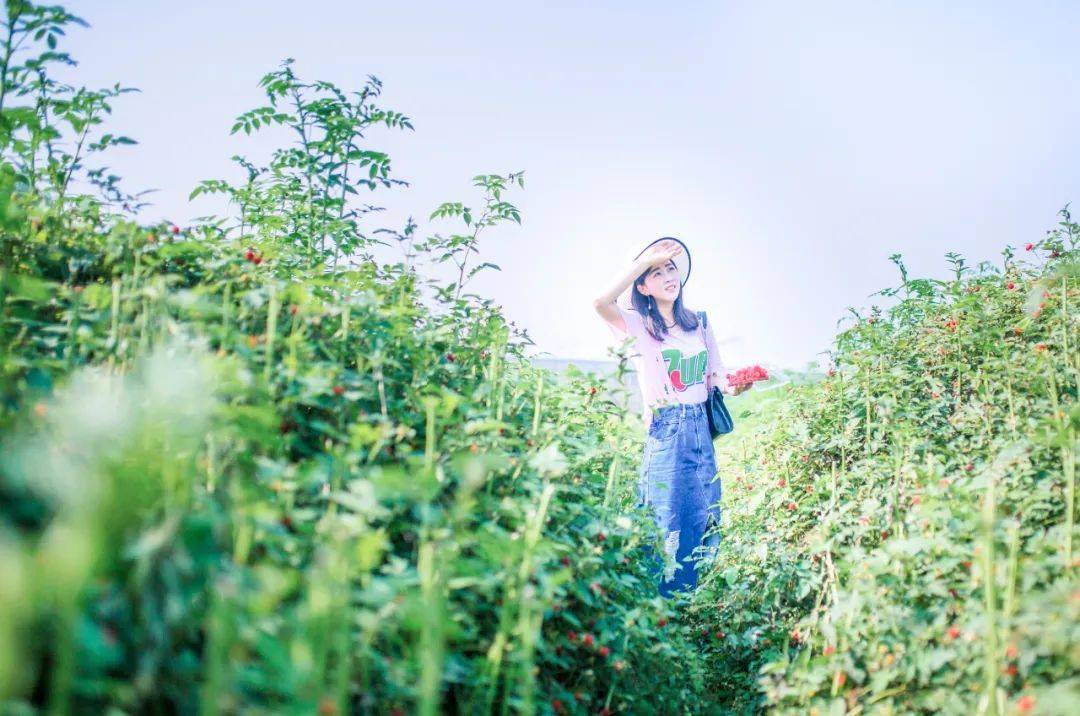 峨眉山胜利街道办人口_峨眉山金顶图片